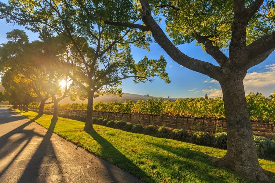 Perth VIP Swan Valley Wine Tour - Premium Small Group Tour - Leaving Perth from four convenient pickup points