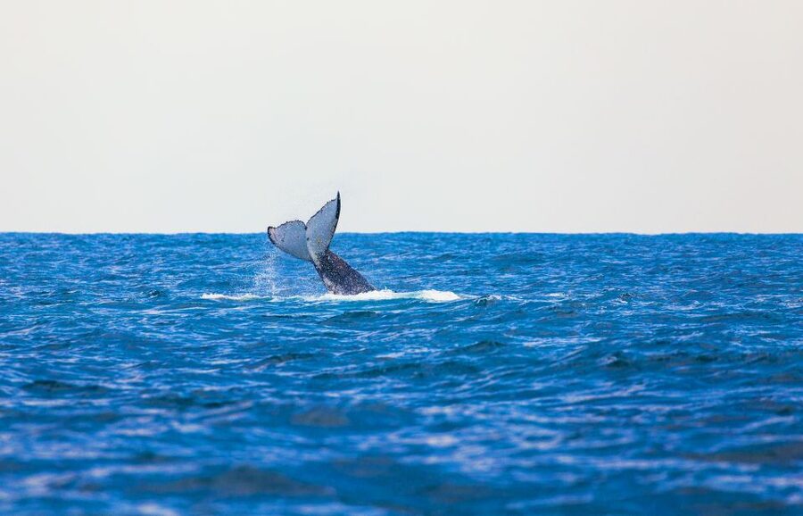 Perth: Whale Watching Cruise from Hillarys Boat Harbour - Finding humpback whales off Perth