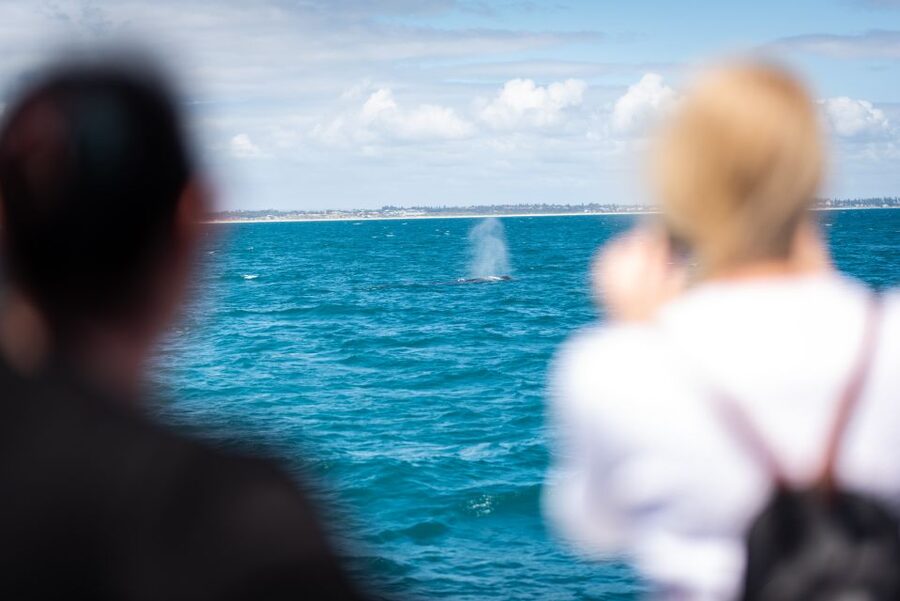 Perth: Whale Watching Cruise from Hillarys Boat Harbour - What the two-hour cruise is like