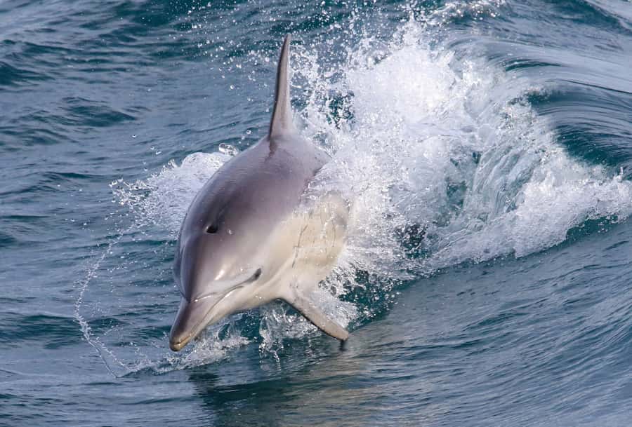 Philip Island: Dolphin and Whale Cruise - A winter cruise beside Cape Woolamai
