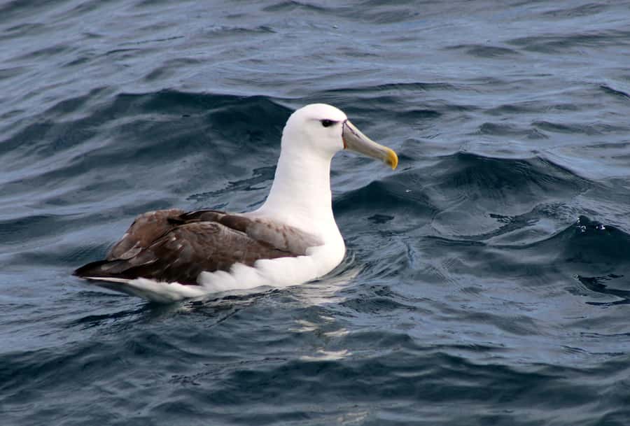 Philip Island: Dolphin and Whale Cruise - Dolphins may steal the show