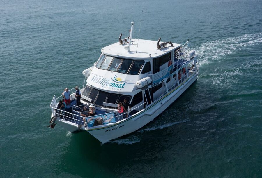 Philip Island: Dolphin and Whale Cruise - Seals, albatrosses, and the smaller sightings