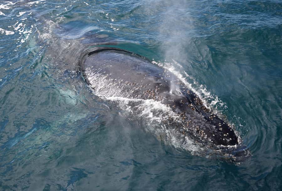 Philip Island: Dolphin and Whale Cruise - Tea, cake, and the licensed bar