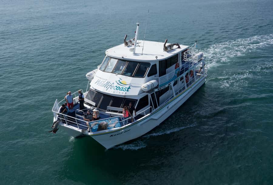 Philip Island: Dolphin and Whale Cruise - Is three hours the right length?