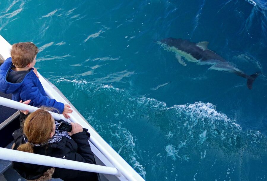 Philip Island: Dolphin and Whale Cruise - How the $95 price measures up