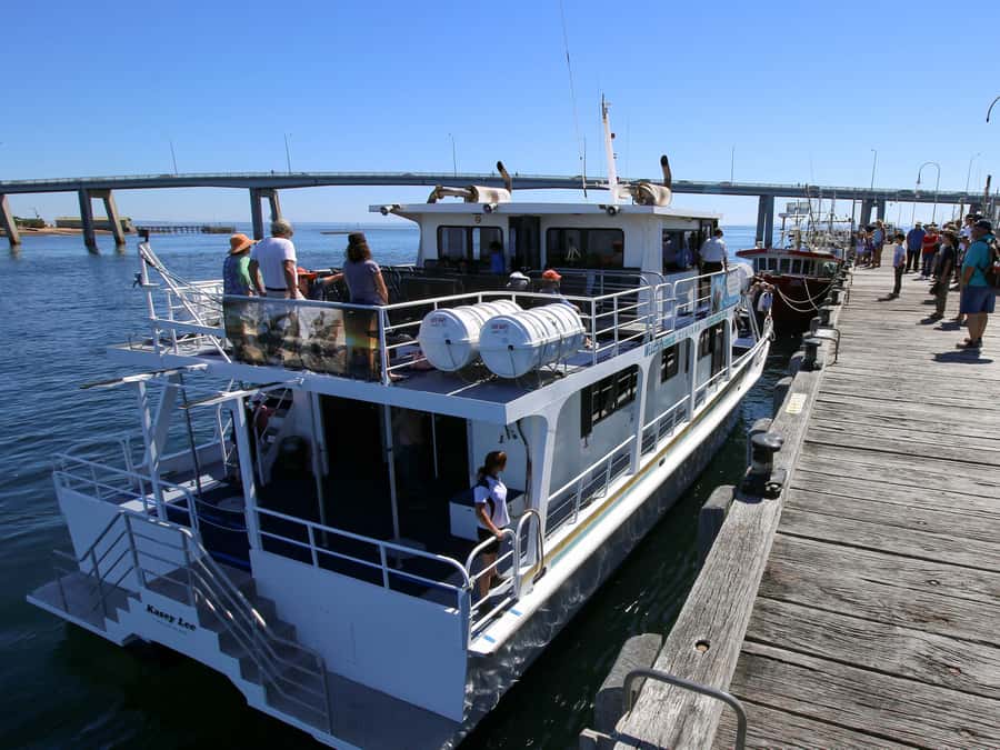 Philip Island: Dolphin and Whale Cruise - What the whale search is really like