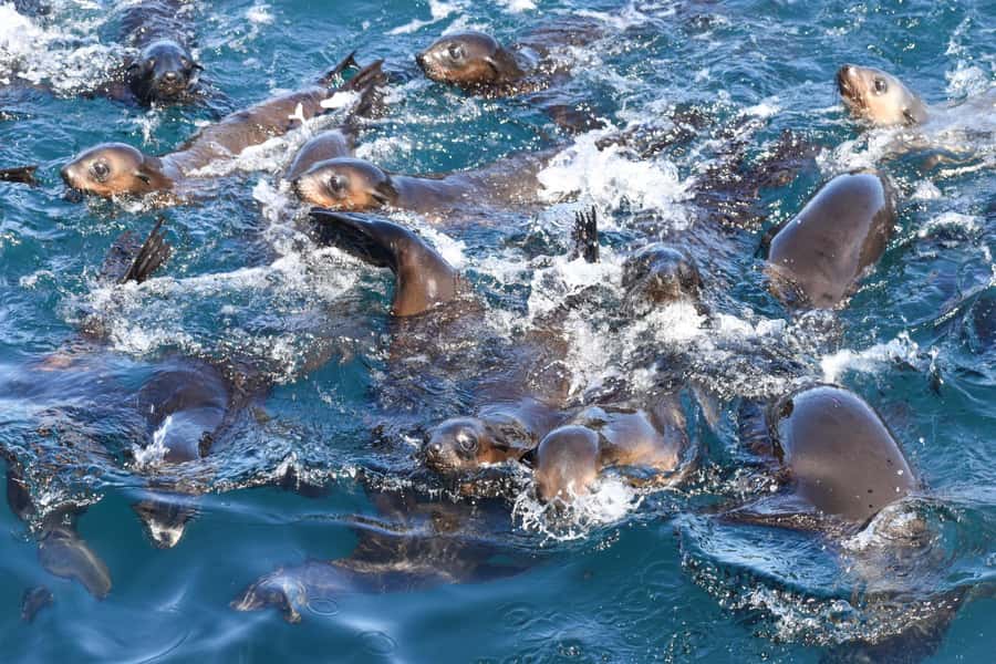 Philip Island: Seal Watching Cruise - Time for photos, watching, and simply waiting