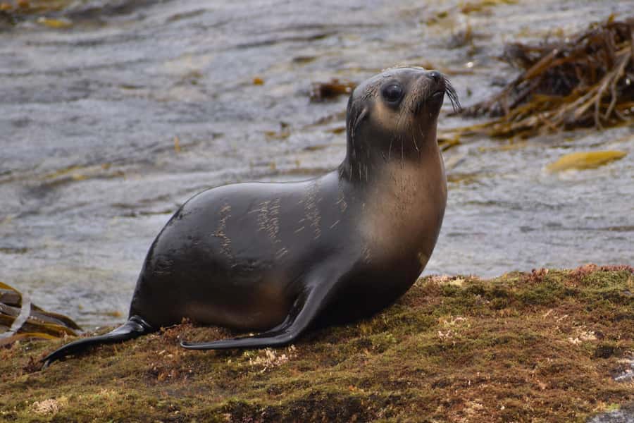 Philip Island: Seal Watching Cruise - Booking details that affect your plans