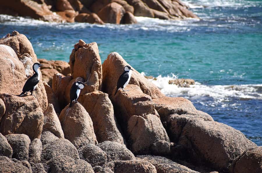 Phillip Island: 1-Hour Cape Woolamai Scenic Cruise - Commentary, crew, and the comfort of the boat