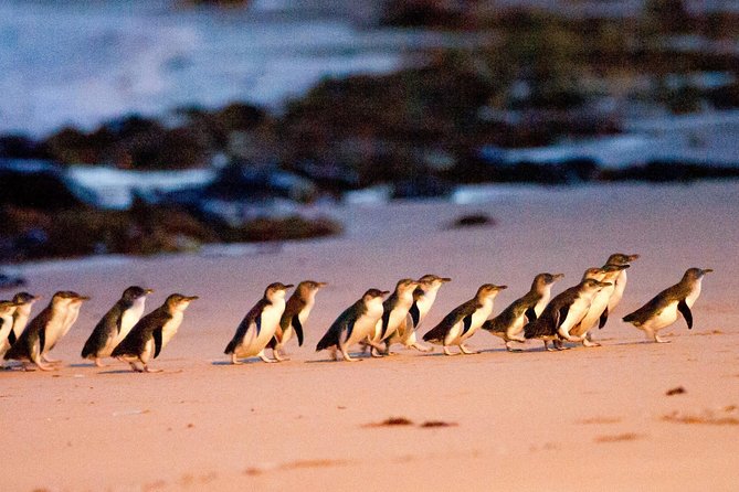 Phillip Island Day Trip from Melbourne with Penguin Plus Viewing Platform - Key points to know before you book