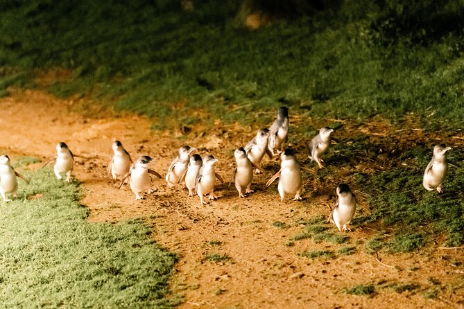 Phillip Island Day Trip from Melbourne with Penguin Plus Viewing Platform - What the $172.14 price really covers