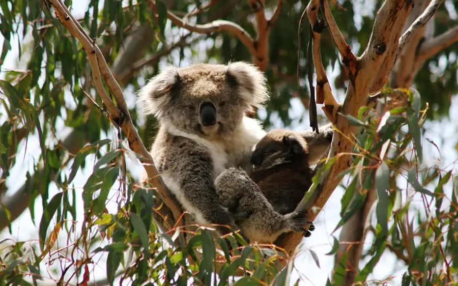 Phillip Island: Golden Hour Penguin Express Tour - Should you book the Golden Hour Penguin Express Tour?