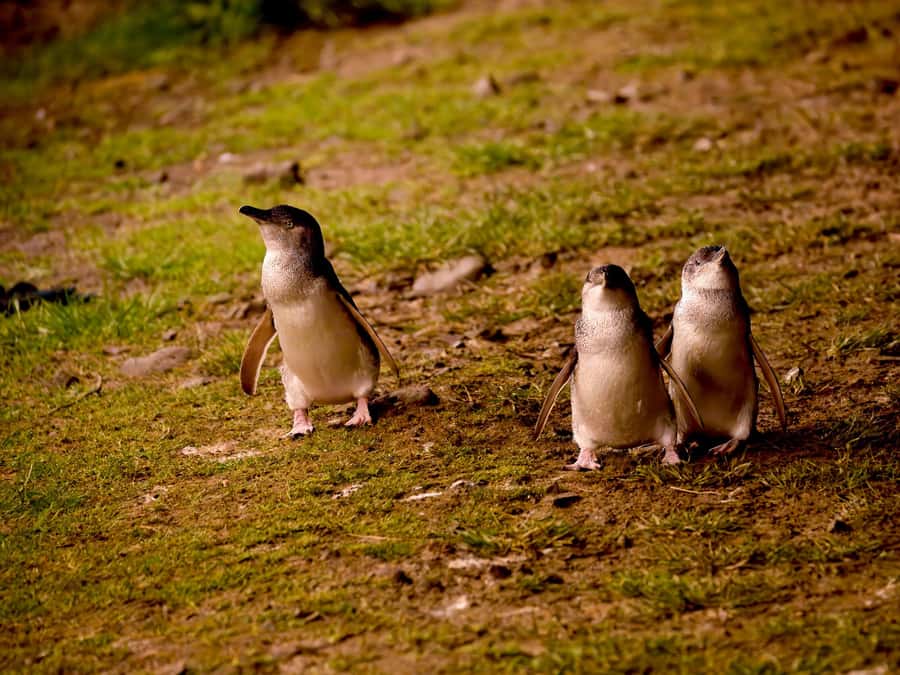 Phillip Island: Golden Hour Penguin Express Tour - The Nobbies is the scenic high point