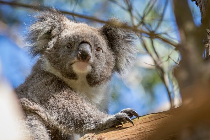 Phillip Island Penguin and Koala Highlights Day-Trip from Melbourne - Coach comfort and the long return to Melbourne