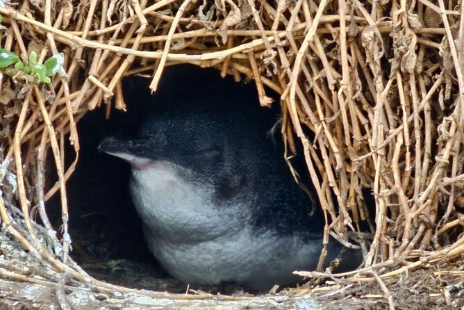 Phillip Island & Penguin Parade Afternoon Eco Tour from Melbourne - Why the Penguin Parade is worth the long evening