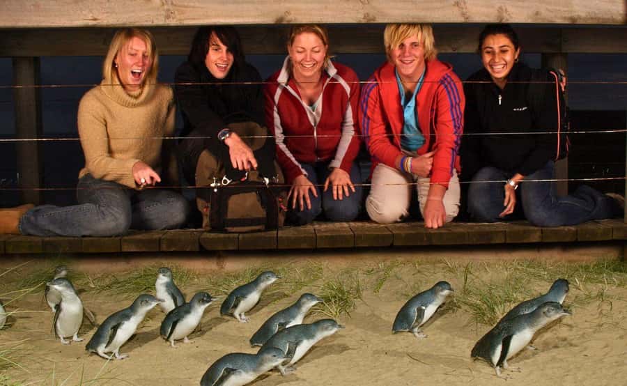 Phillip Island Penguin Parade Afternoon Tour from Melbourne - At a glance
