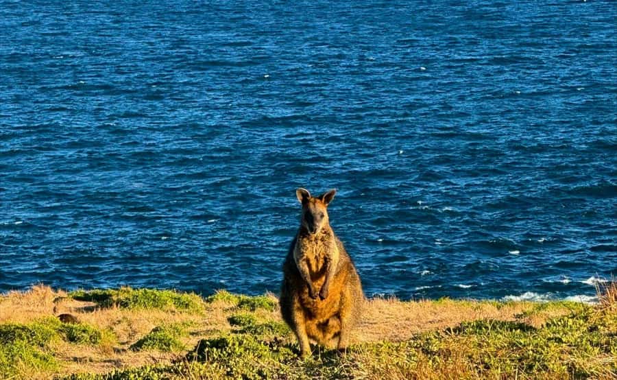 Phillip Island Penguin Parade Afternoon Tour from Melbourne - Dinner and the late ride home