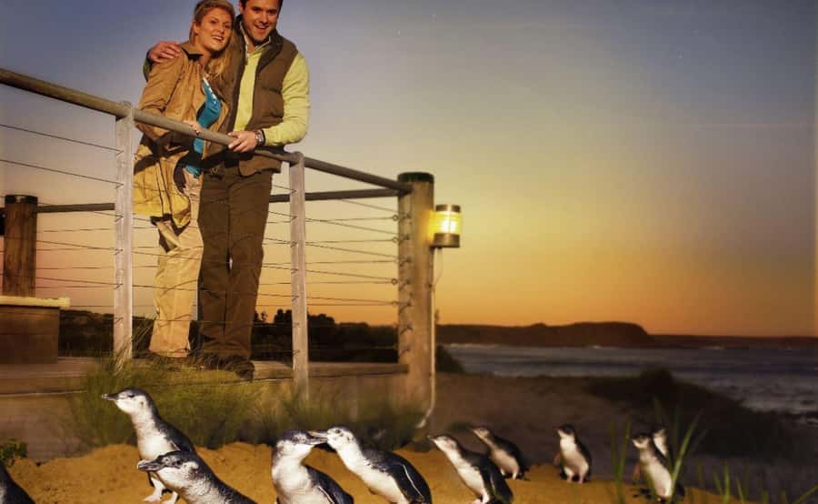 Phillip Island Penguin Parade Afternoon Tour from Melbourne - The guides make the difference