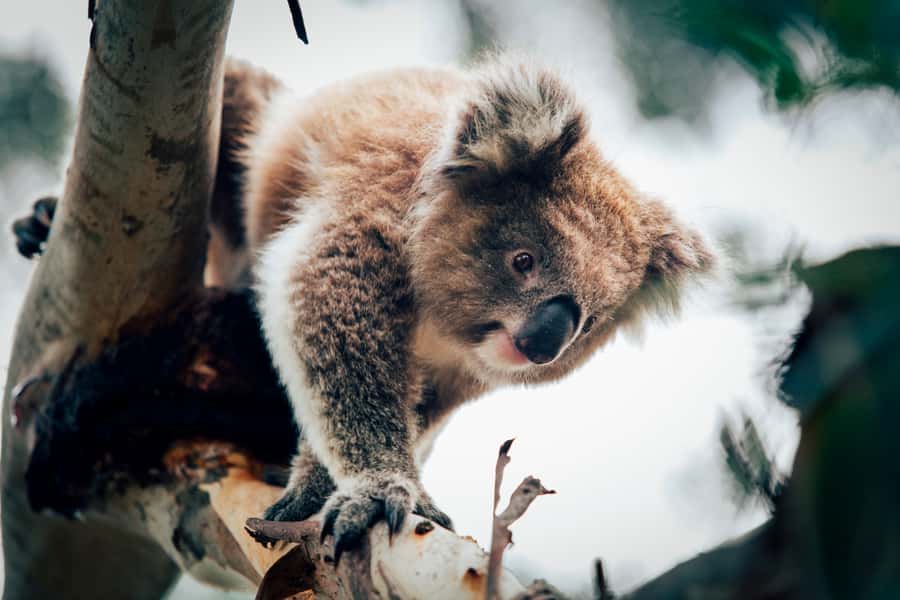 Phillip Island: Penguin Parade and Multi Attraction Pass - Why the penguin parade is worth the trip