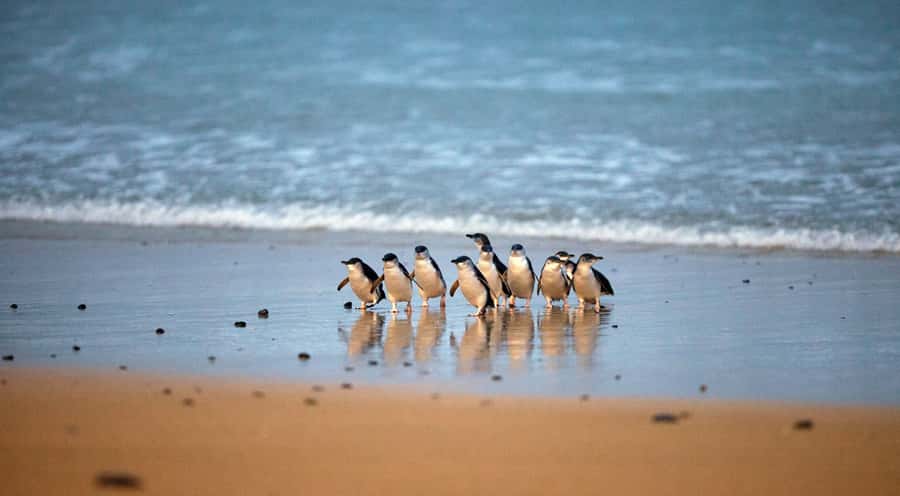 Phillip Island: Penguin Parade and Multi Attraction Pass - Dress for a beach after dark