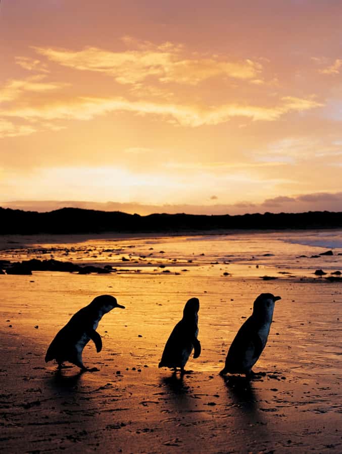 Phillip Island: Penguin Parade and Multi Attraction Pass - How to build a sensible one-day schedule