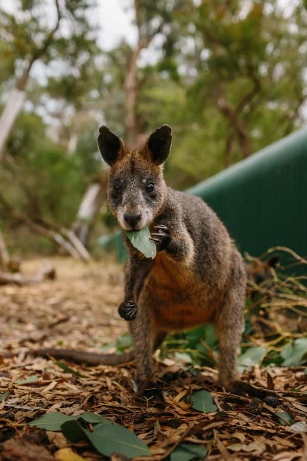 Phillip Island: Penguin Parade and Multi Attraction Pass - Accessibility and booking details that matter
