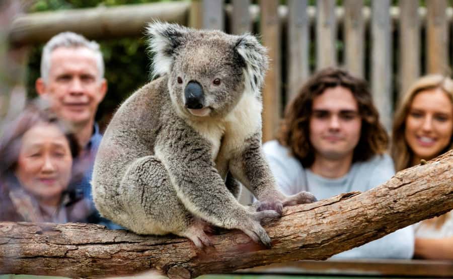 Phillip Island Penguin Parade with Expert Local Guide - Quick points to know before you book