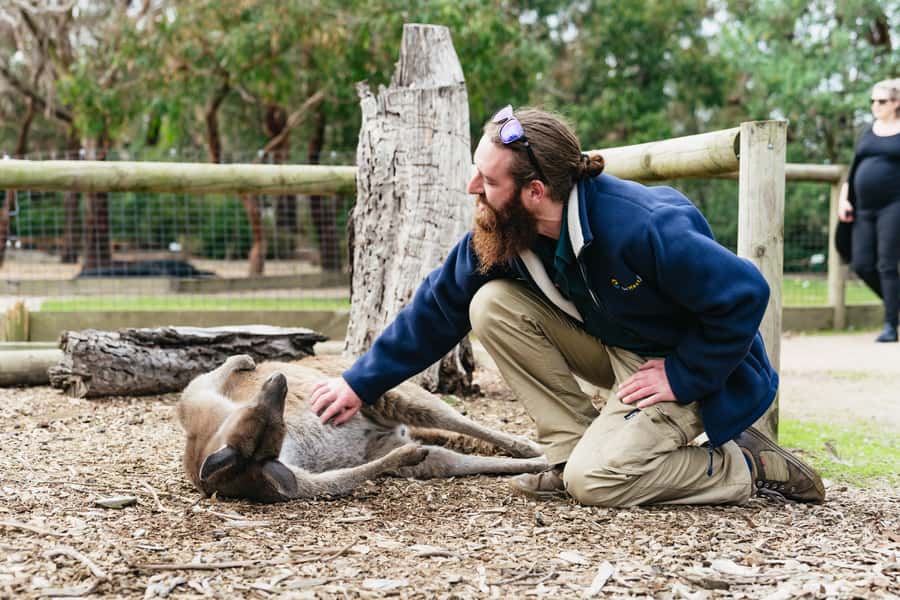 Phillip Island Penguin Parade with Expert Local Guide - How much value do you get for $116?
