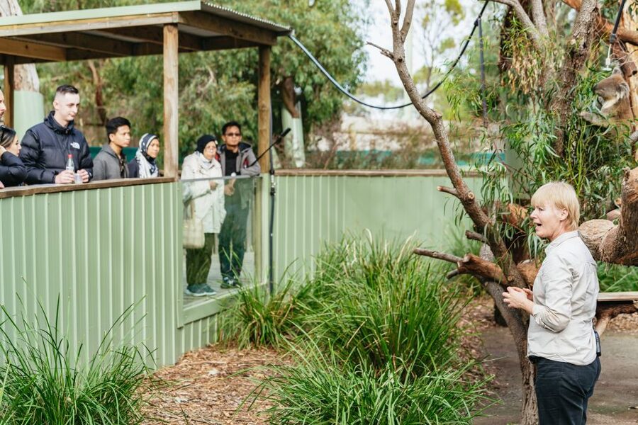 Phillip Island Penguin Parade with Expert Local Guide - The Nobbies boardwalk faces the Southern Ocean