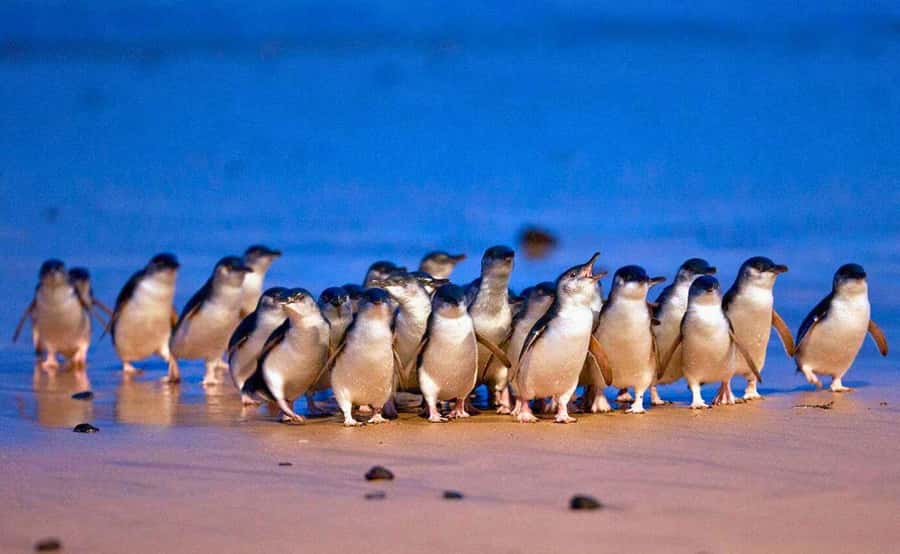 Phillip Island Penguin Parade with Expert Local Guide - A long but well-planned route from Melbourne