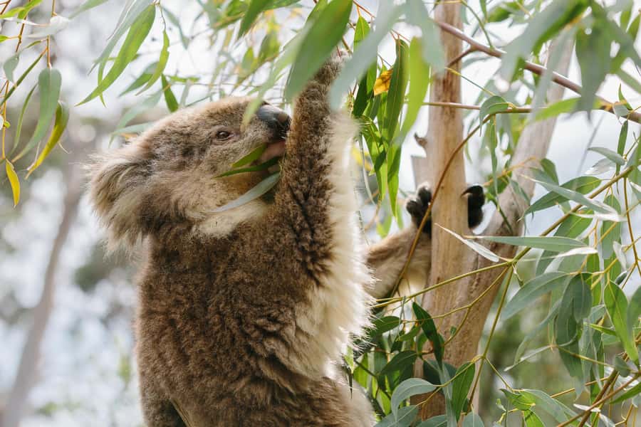 Phillip Island: Penguins and Wildlife Full-Day Tour - Woolamai Beach and Cape Woolamai views