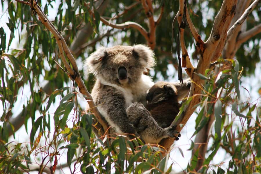 Phillip Island: Penguins and Wildlife Full-Day Tour - A long ride made easier by a strong guide
