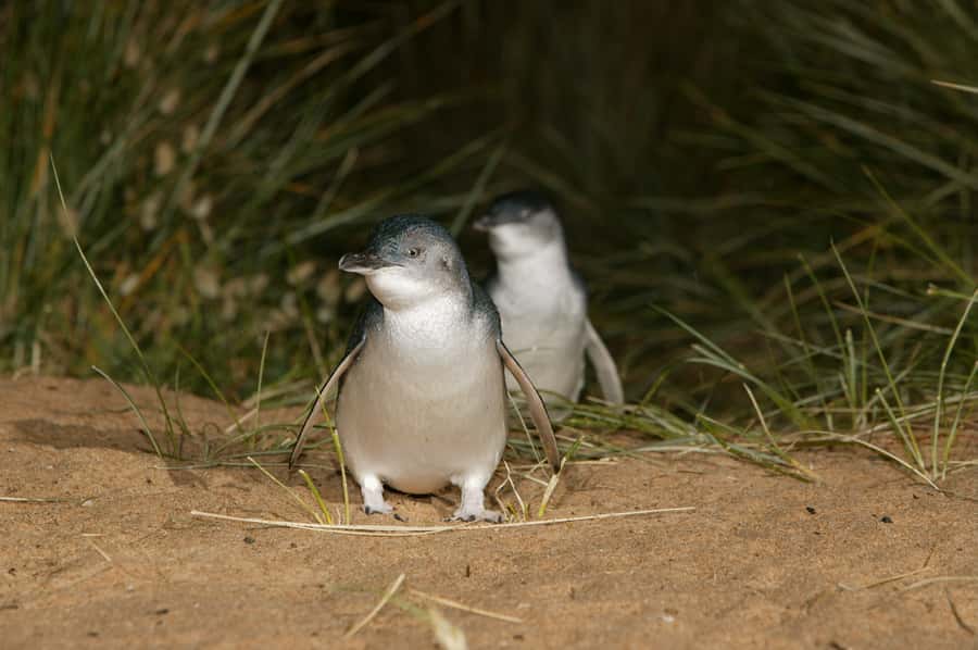 Phillip Island: Penguins and Wildlife Full-Day Tour - Food, breaks, and the late return