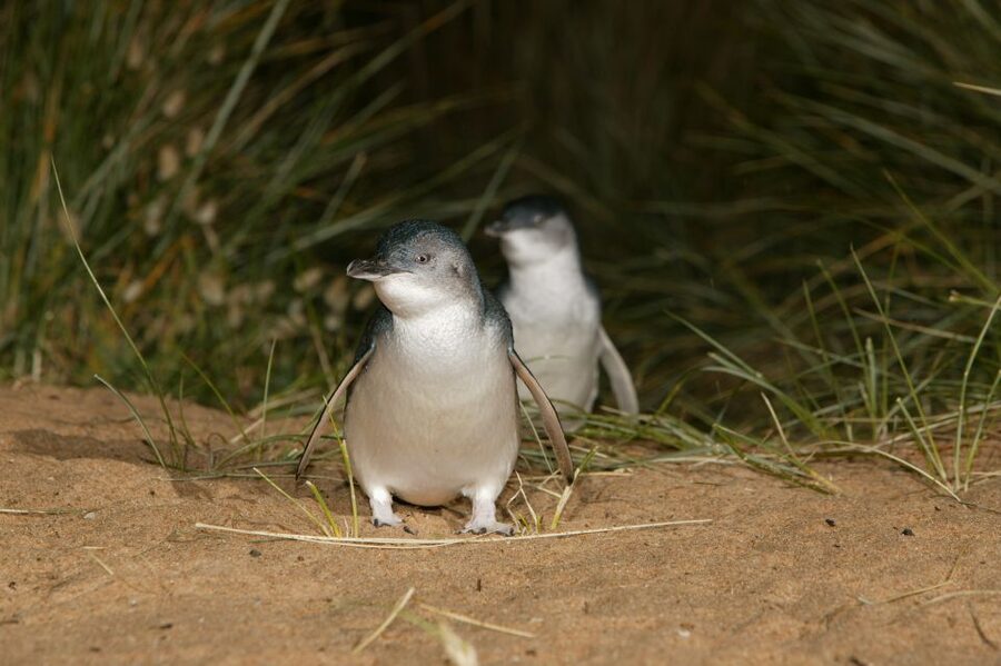 Phillip Island: Penguins and Wildlife Full-Day Tour - What to bring and what not to expect