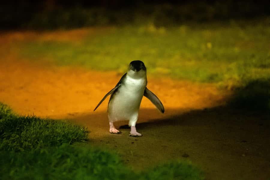 Phillip Island: Penguins and Wildlife Full-Day Tour - Koalas at the conservation reserve