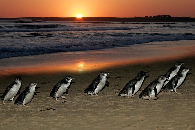 Phillip Island Penguins & Wildlife Day Tour from Melbourne - The Nobbies boardwalk combines views with penguin spotting