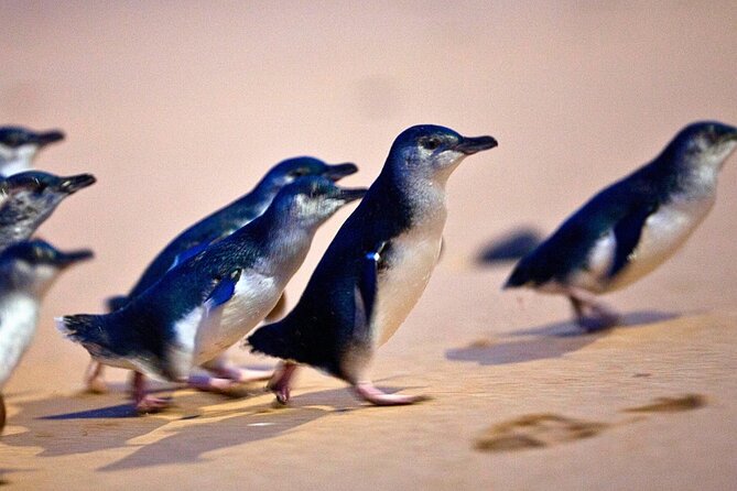 Phillip Island Penguins & Wildlife Day Tour from Melbourne - Moonlit Sanctuary gives you close Australian wildlife encounters