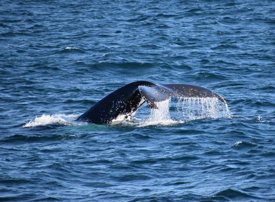 Phillip Island: Whale Watching Boat Tour - Setting Out From Rhyll for a Winter Cruise