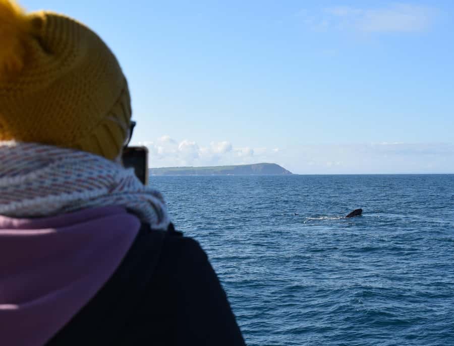 Phillip Island: Whale Watching Boat Tour - Dolphins Alongside the Boat