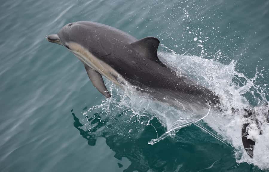 Phillip Island: Whale Watching Boat Tour - How Four Hours Affects the Value