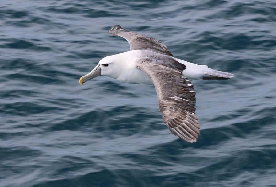 Phillip Island: Whale Watching Boat Tour - Is Phillip Island Whale Watching Worth Booking?