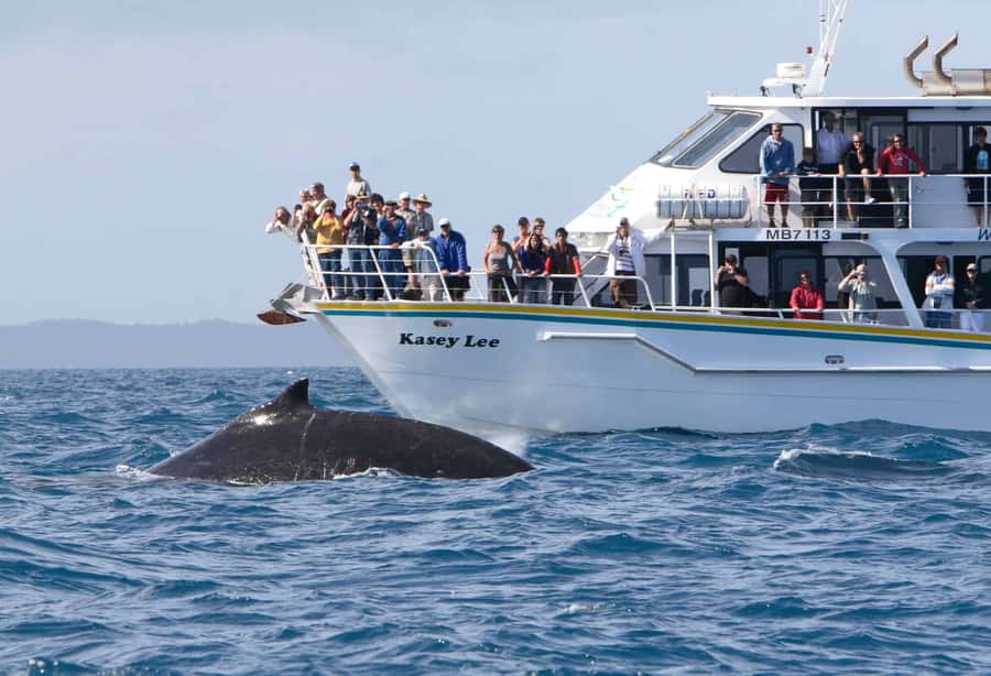 Phillip Island: Whale Watching Boat Tour - Seal Rocks and Phillip Island’s Fur Seals