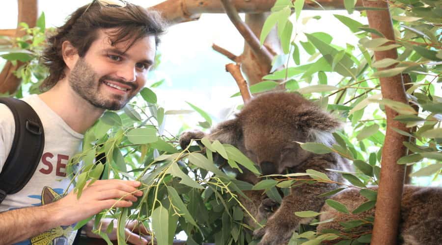 Pinnacles, Koalas & Sandboarding Tour Day Trip from Perth - Key points to know before booking