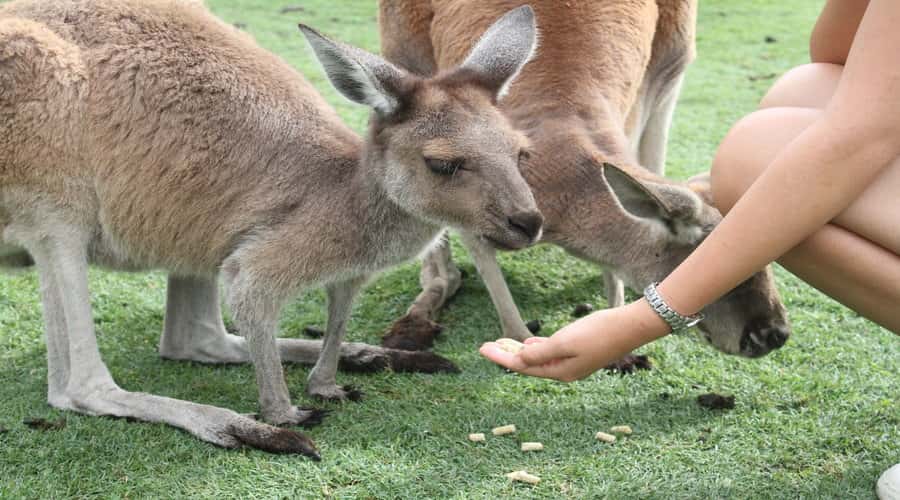 Pinnacles, Koalas & Sandboarding Tour Day Trip from Perth - Sandboarding: the day’s most active stop