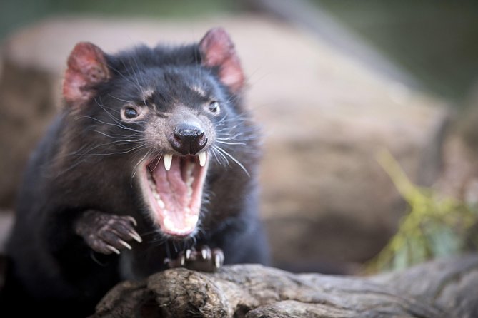 Port Arthur, Richmond and Tassie Devils Active Tour from Hobart - Eaglehawk Neck and Pirates Bay set the tone