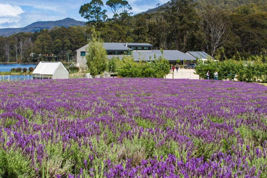 Port Arthur Shuttle and Tasman Sights Tour - Four hours at Port Arthur, or three hours plus a cave