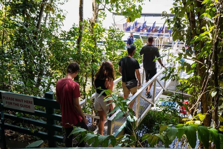 Port Douglas: Best of Daintree Rainforest Day Tour - Lunch at Heritage Lodge and a swim in Cooper Creek