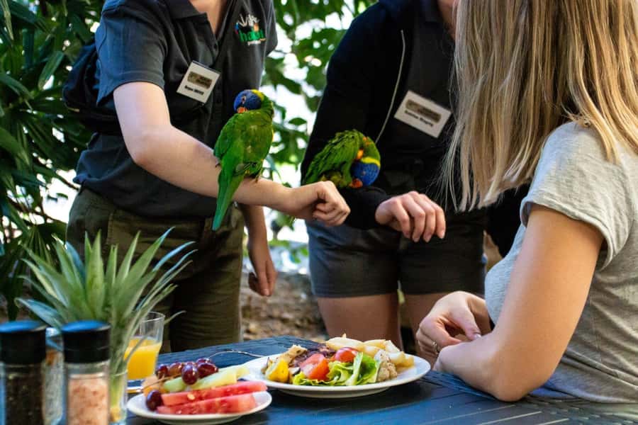 Port Douglas: Breakfast with the Birds - Key points at a glance
