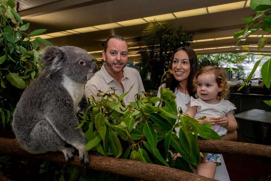 Port Douglas: Breakfast with the Birds - Koalas close to the breakfast table