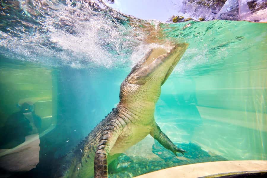 Port Douglas: Breakfast with the Birds - Timing, cancellation, and small practical details